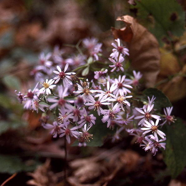 HEART-LEAVED ASTER